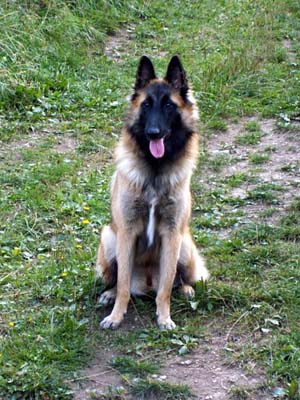 zari 2006
